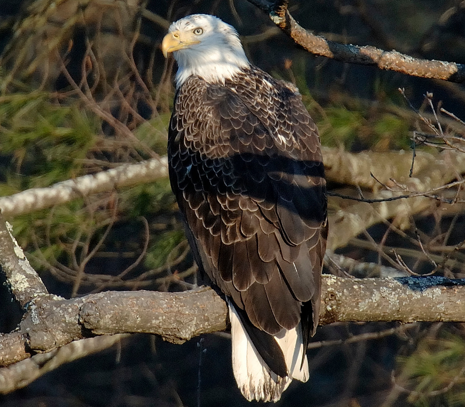 See more about the life of an eagle in the fall 2020 edition of Explore the Great Outdoors.